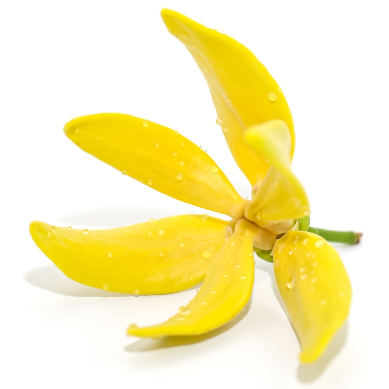 Ylang-Ylang.jpg (87 KB)