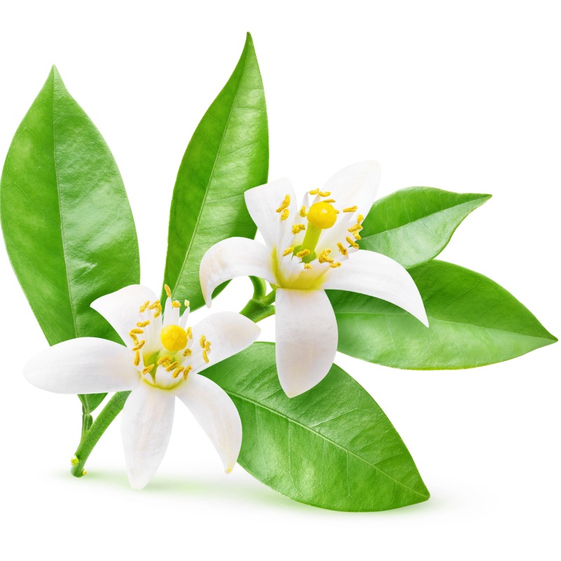 neroli.jpg (99 KB)