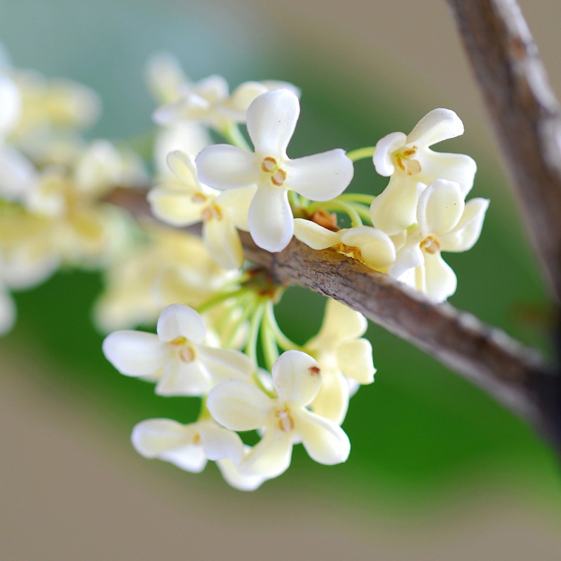 osmanthus.jpg (95 KB)