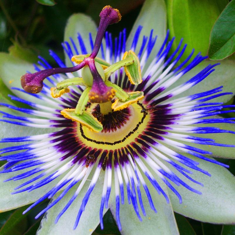 passionfruit-flower.jpg (97 KB)